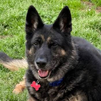 German Shepherd Dog Dogs Available for Adoption in Leavenworth, Kansas - Gretchen | PetCurious