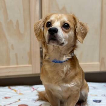 Ser Criston Cole -  Spaniel and Mixed Breed Dog for Adoption in Kanab, Utah - Ser Criston Cole | PetCurious
