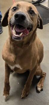 Rescue Golden Retriever Dogs for Adoption in Murphysboro, Illinois - Davey (Caspian) | PetCurious