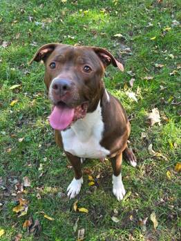 Teddy -  American Staffordshire Terrier Dog for Adoption in Washingtonville, New York - Teddy | PetCurious