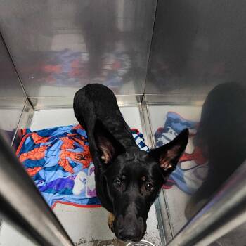 Mixed Breed Dogs Available for Adoption - Karma | PetCurious