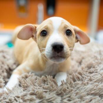 Labrador Retriever and Terrier Dogs Available for Adoption in Gainesville, Georgia - Connie Smith | PetCurious