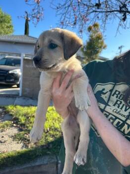 Golden Retriever and Great Pyrenees Dogs Available for Adoption - Whisper | PetCurious