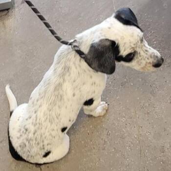 Mixed Breed Dogs Available for Adoption in Las Cruces, New Mexico - Stubs | PetCurious