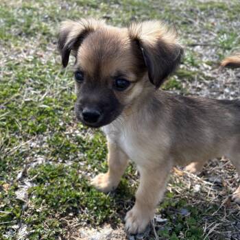 Chihuahua Dogs Available for Adoption - Kuzko | PetCurious