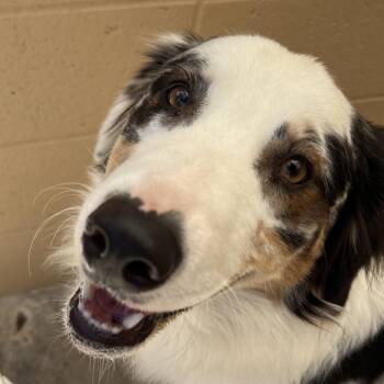 Kevin -  Australian Shepherd Dog for Adoption in Ojai, California - Kevin | PetCurious