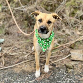 Black Mouth Cur and Mixed Breed Dogs Available for Adoption in Ellijay, Georgia - Nala | PetCurious