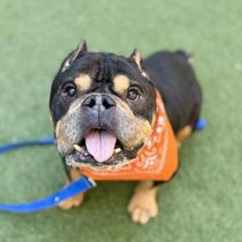 Benji C -  English Bulldog Dog for Adoption in Patchogue, New York - Benji C | PetCurious