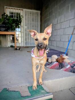 Rescue Mixed Breed Dogs for Adoption in Puyallup, Washington - Gamine | PetCurious