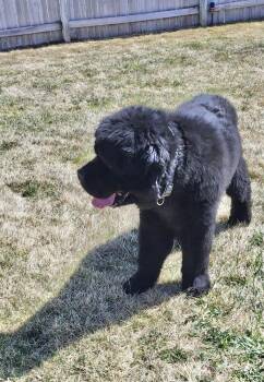 Newfoundland Dog Dogs Available for Adoption - Wallace | PetCurious