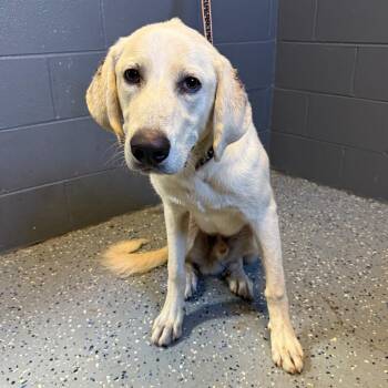 TUSC-Stray-85131 -  Labrador Retriever and Great Pyrenees Dog for Adoption in Tuscaloosa, Alabama - TUSC-Stray-85131 | PetCurious