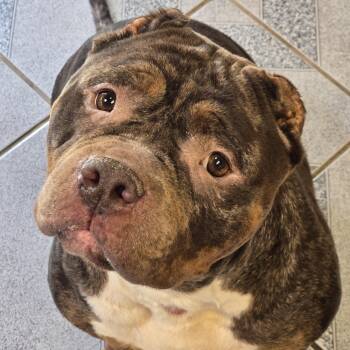 Gloria -  American Bully Dog for Adoption in Normal, Illinois - Gloria | PetCurious
