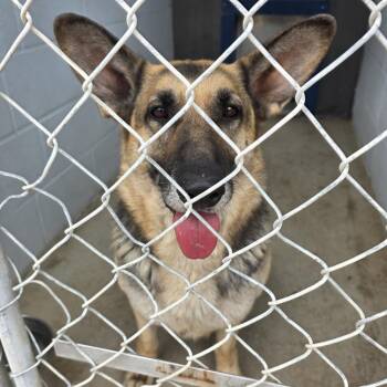 German Shepherd Dog Dogs Available for Adoption - Lucy | PetCurious