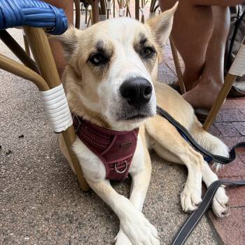 Winter -  Mixed Breed Dog for Adoption in Huntington, New York - Winter | PetCurious