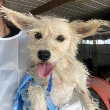 Francine -  Terrier Dog for Adoption in Edinburg, Texas - Francine | PetCurious