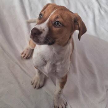 American Staffordshire Terrier and Mixed Breed Dogs Available for Adoption - Windy | PetCurious