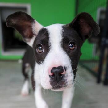 Retriever and Mixed Breed Dogs Available for Adoption in Bradenton, Florida - Rufus | PetCurious