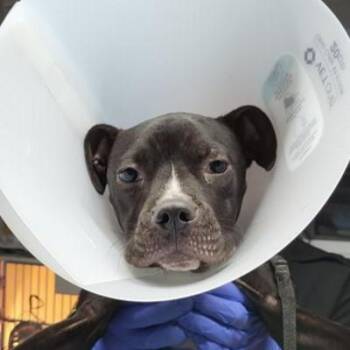Terrier Dogs Available for Adoption in San Antonio, Texas - TINKERBELL | PetCurious