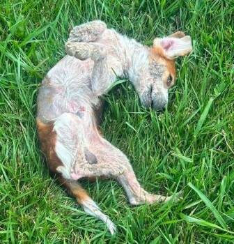 Bentley -  Beagle Dog for Adoption in Kent, Washington - Bentley | PetCurious
