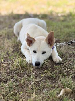 German Shepherd Dog and Labrador Retriever Dogs Available for Adoption in Pleasant Hill, California - Griff | PetCurious