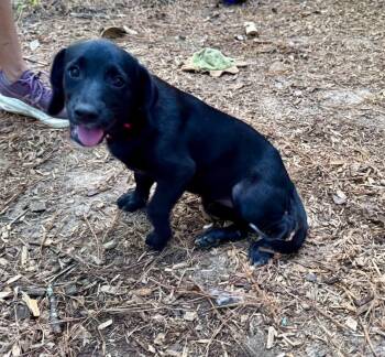 Peppa -  Labrador Retriever Dog for Adoption in Wando, South Carolina - Peppa | PetCurious