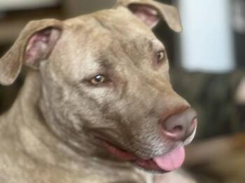 Pit Bull Terrier Dogs Available for Adoption - Zariah | PetCurious