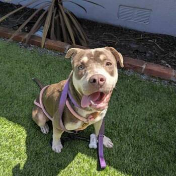 Keanu -  Pit Bull Terrier and Mixed Breed Dog for Adoption in Turlock, California - Keanu | PetCurious