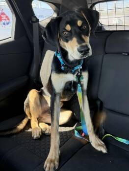 Hound Dogs Available for Adoption in Springville, New York - Stark | PetCurious