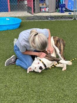 Pit Bull Terrier Dogs Available for Adoption in Hartsville, South Carolina - Diego | PetCurious