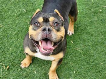 WILDFLOWER -  Pit Bull Terrier Dog for Adoption in Antioch, California - WILDFLOWER | PetCurious