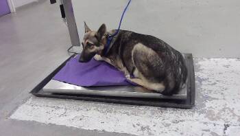 MAYA -  German Shepherd Dog and Mixed Breed Dog for Adoption in Houston, Texas - MAYA | PetCurious
