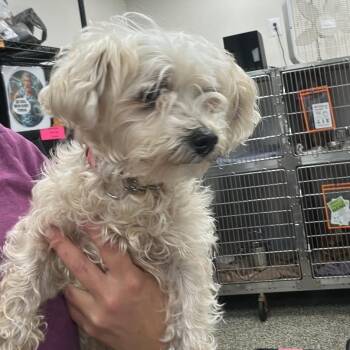 Finch -  Mixed Breed Dog for Adoption in Fredericksburg, Virginia - Finch | PetCurious
