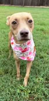 Noel -  Fox Terrier and Basenji Dog for Adoption in Garden Valley, Idaho - Noel | PetCurious