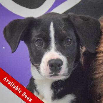 Border Collie and Black Labrador Retriever Dogs Available for Adoption in Huntley, Illinois - Dawson | PetCurious
