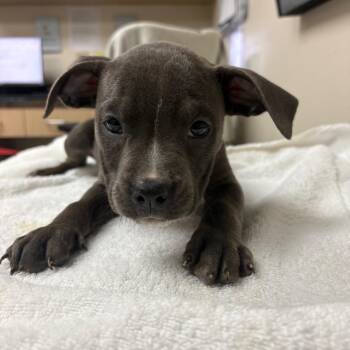 Mira -  English Bulldog Dog for Adoption in Lakeland, Florida - Mira | PetCurious