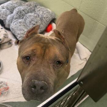 Draco -  American Bulldog Dog for Adoption in West Palm Beach, Florida - Draco | PetCurious