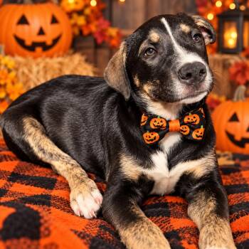 Lunula -  Mixed Breed and Border Collie Dog for Adoption in Binghamton, New York - Lunula | PetCurious
