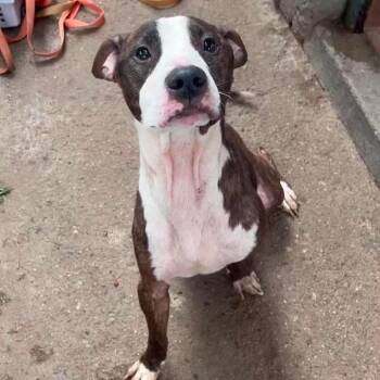 Pit Bull Terrier Dogs Available for Adoption in Wichita, Kansas - Bjorn | PetCurious