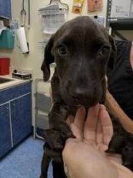 Pixie -  Hound Dog for Adoption in Charleston, South Carolina - Pixie | PetCurious