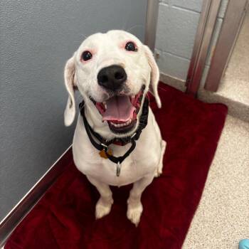 Moses -  Beagle and American Bulldog Dog for Adoption in Naperville, Illinois - Moses | PetCurious