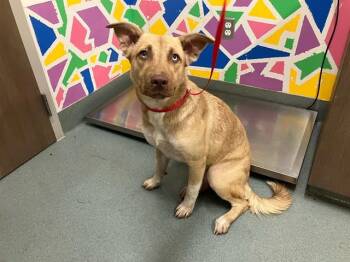 Rescue German Shepherd Dog and Mixed Breed Dogs for Adoption in Baytown, Texas - FLOR | PetCurious