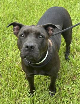 Rescue Pit Bull Terrier Dogs for Adoption in Fort Lauderdale, Florida - KOKO | PetCurious