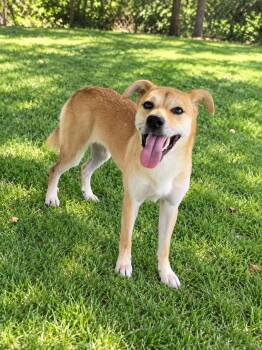 Jincancan -  Mixed Breed Dog for Adoption in Markham, Ontario - Jincancan | PetCurious