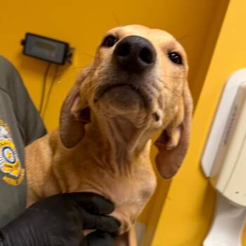 Darry -  Coonhound Dog for Adoption in Norman, Oklahoma - Darry | PetCurious