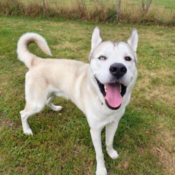 Scout -  Husky and Mastiff Dog for Adoption in Oconto, Wisconsin - Scout | PetCurious
