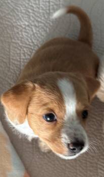 Misty -  Poodle and Chihuahua Dog for Adoption in Severance, Colorado - Misty | PetCurious
