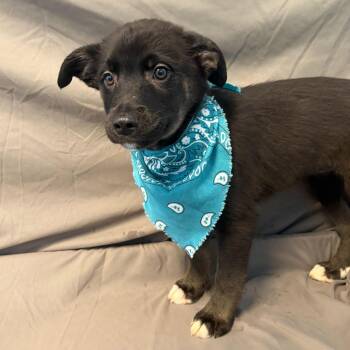 Mixed Breed Dogs Available for Adoption - Meeney | PetCurious