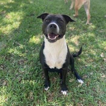 Terrier Dogs Available for Adoption in Seguin, Texas - River | PetCurious