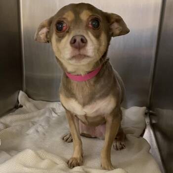 Mixed Breed Dogs Available for Adoption - Loki | PetCurious