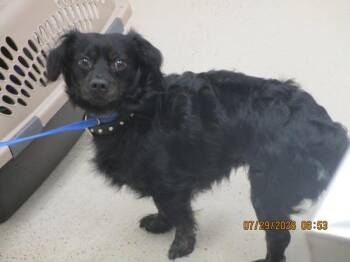 (323) -  Dachshund Dog for Adoption in Marietta, Georgia - (323) | PetCurious
